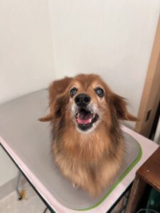 チョコくんのトリミング写真