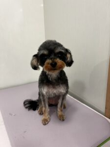 つぶあんちゃんのトリミング写真
