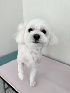 てとくんのトリミング写真
