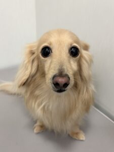てんくんのトリミング写真