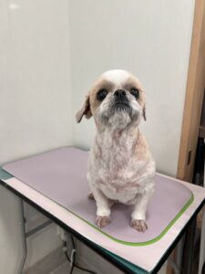 なな男くんのトリミング写真