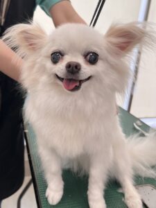 ナナちゃんのトリミング写真