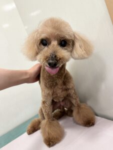ナナちゃんのトリミング写真