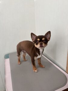 ニコちゃんのトリミング写真