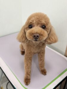 はなちゃんのトリミング写真