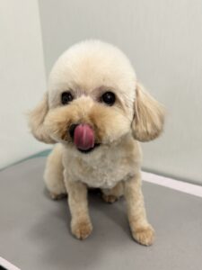 はなちゃんのトリミング写真