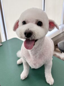 ハヤンくんのトリミング写真