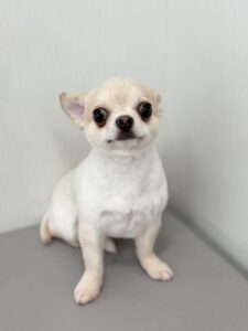 陽(はる)くんのトリミング写真