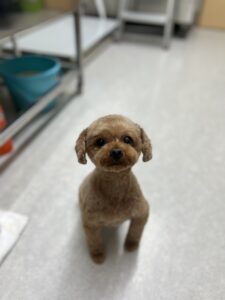 はるまちゃんのトリミング写真