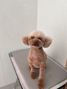 ぱんちゃんのトリミング写真