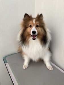 ヒカちゃんのトリミング写真