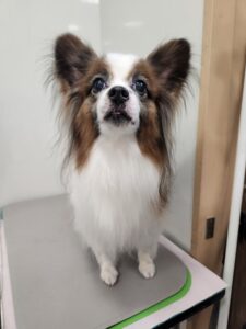 ピノちゃんのトリミング写真