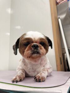 プリンちゃんのトリミング写真