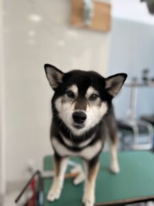 プーちゃんのトリミング写真