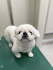 ペコちゃんのトリミング写真