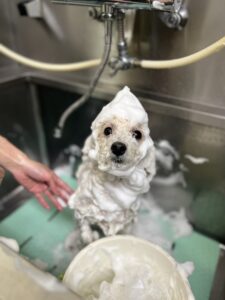 ペネロペちゃんのトリミング写真