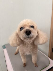 マリンちゃんのトリミング写真