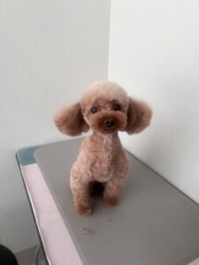 まるちゃんのトリミング写真