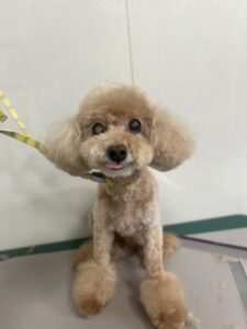 みるくちゃんのトリミング写真