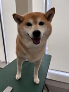 むぎちゃんのトリミング写真