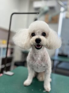 メルちゃんのトリミング写真