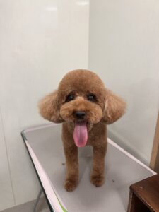 もこくんのトリミング写真
