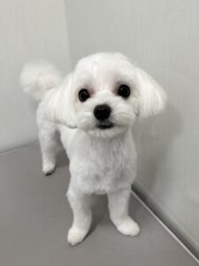 もっちくんのトリミング写真
