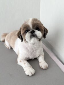 ゆずちゃんのトリミング写真