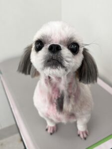 ゆめちゃんのトリミング写真