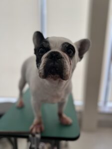 ヨシムネくんのトリミング写真