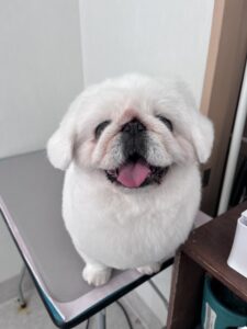 らふぁちゃんのトリミング写真