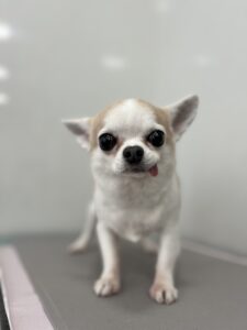 るるちゃんのトリミング写真