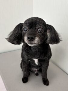 レオくんのトリミング写真