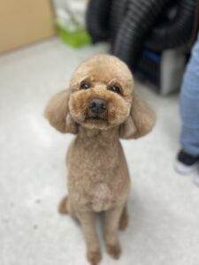 レオンくんのトリミング写真