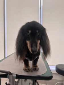蓮(れん)くんのトリミング写真