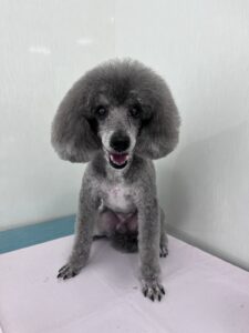 エディくんのトリミング写真