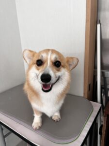 cocoaちゃんのトリミング写真