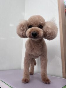 ココアちゃんのトリミング写真