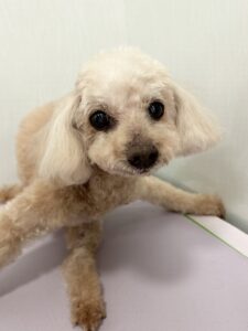 ココアちゃんのトリミング写真