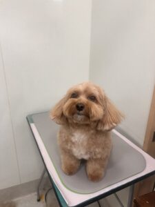 コロンちゃんのトリミング写真