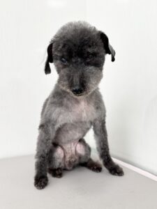 シオンくんのトリミング写真