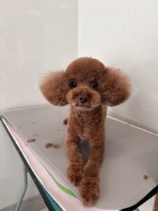 シフォンくんのトリミング写真