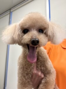 チャオくんのトリミング写真