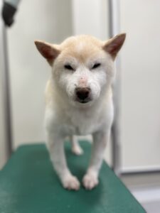 チロちゃんのトリミング写真