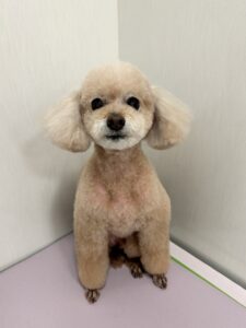ティアラちゃんのトリミング写真