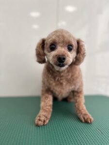 ハッピーくんのトリミング写真