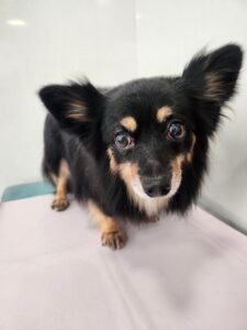 ハルちゃんのトリミング写真