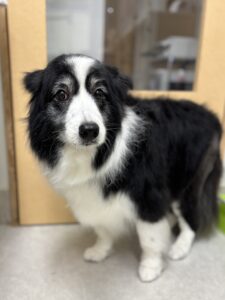 ハルちゃんのトリミング写真