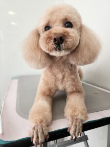 パルムくんのトリミング写真