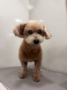 フランくんのトリミング写真